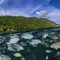 Marine Life - La Galigo
