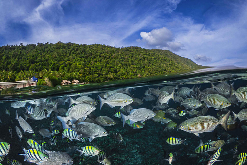 Marine Life - La Galigo