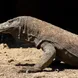 Komodo Dragon - La Galigo