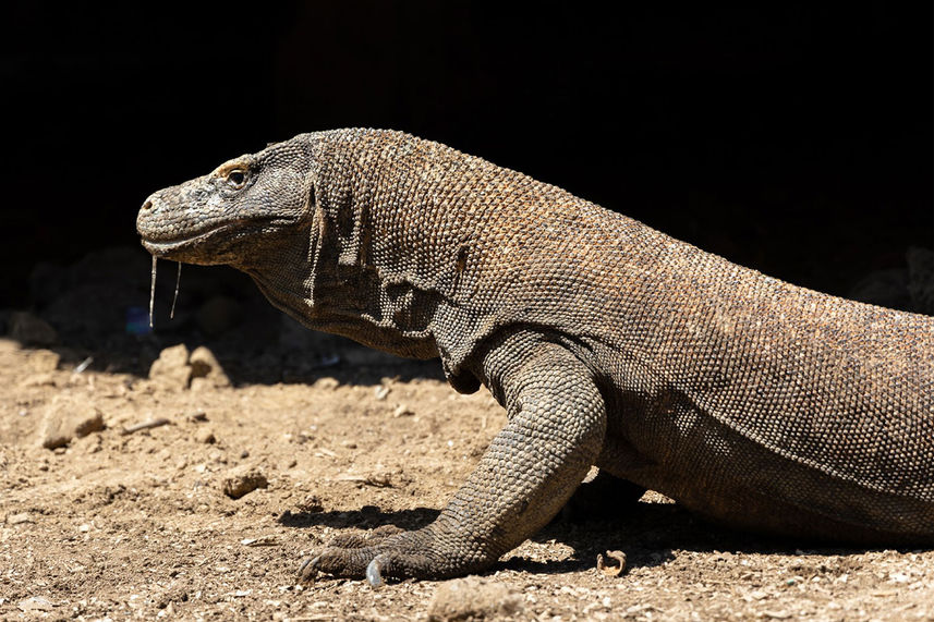 Dragão de Komodo - La Galigo