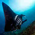 Manta Ray - La Galigo