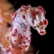 Pygmy-Seahorse