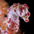 Pygmy-Seahorse