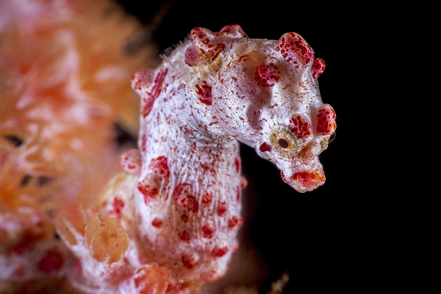 Pygmy-Seahorse