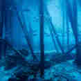 Diving underwater