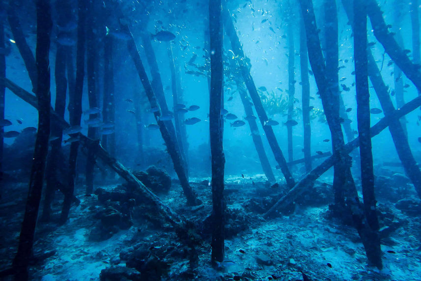 Diving underwater