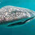 Whale Shark - Sheena