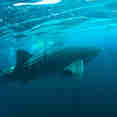 Whale Shark - Sheena