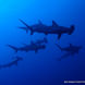 Schooling Hammerheads