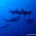 Schooling Hammerheads