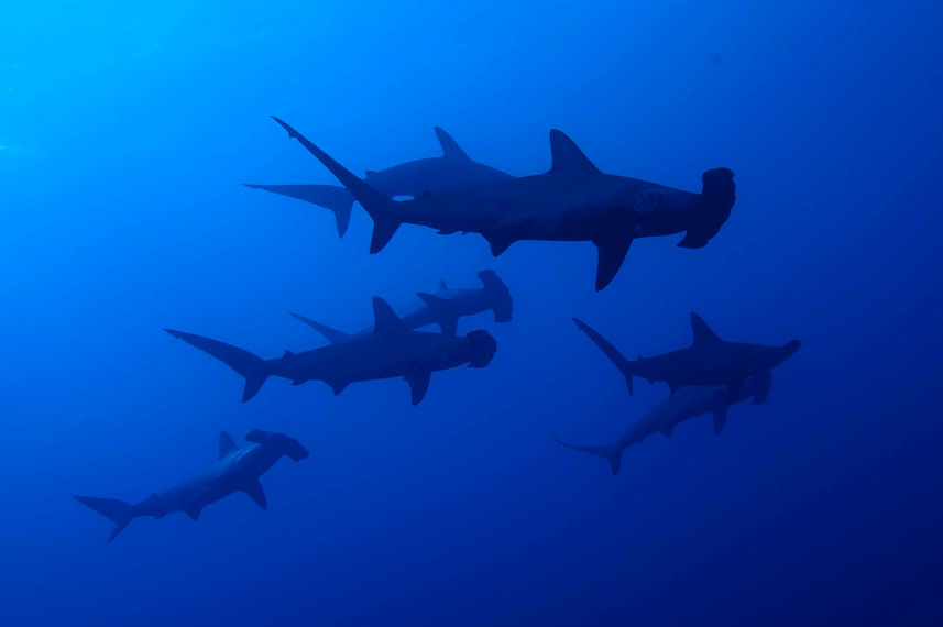 Schooling Hammerheads