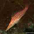 Longnose Hawkfish