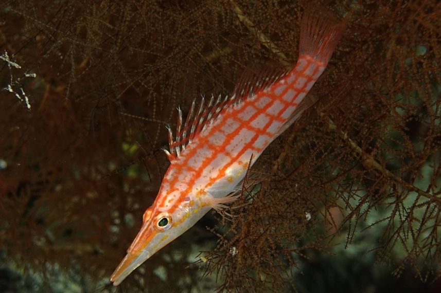 Longnose Hawkfish
