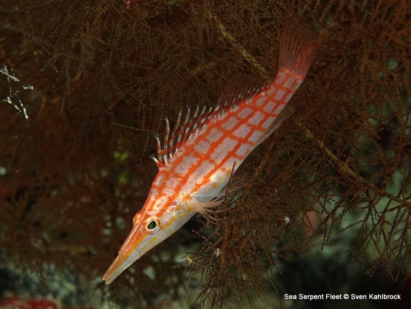 Longnose Hawkfish