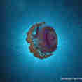 Jellyfish - Red Sea