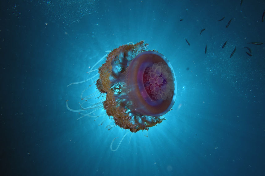 Jellyfish - Red Sea