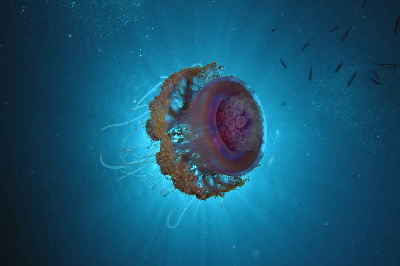 Jellyfish - Red Sea