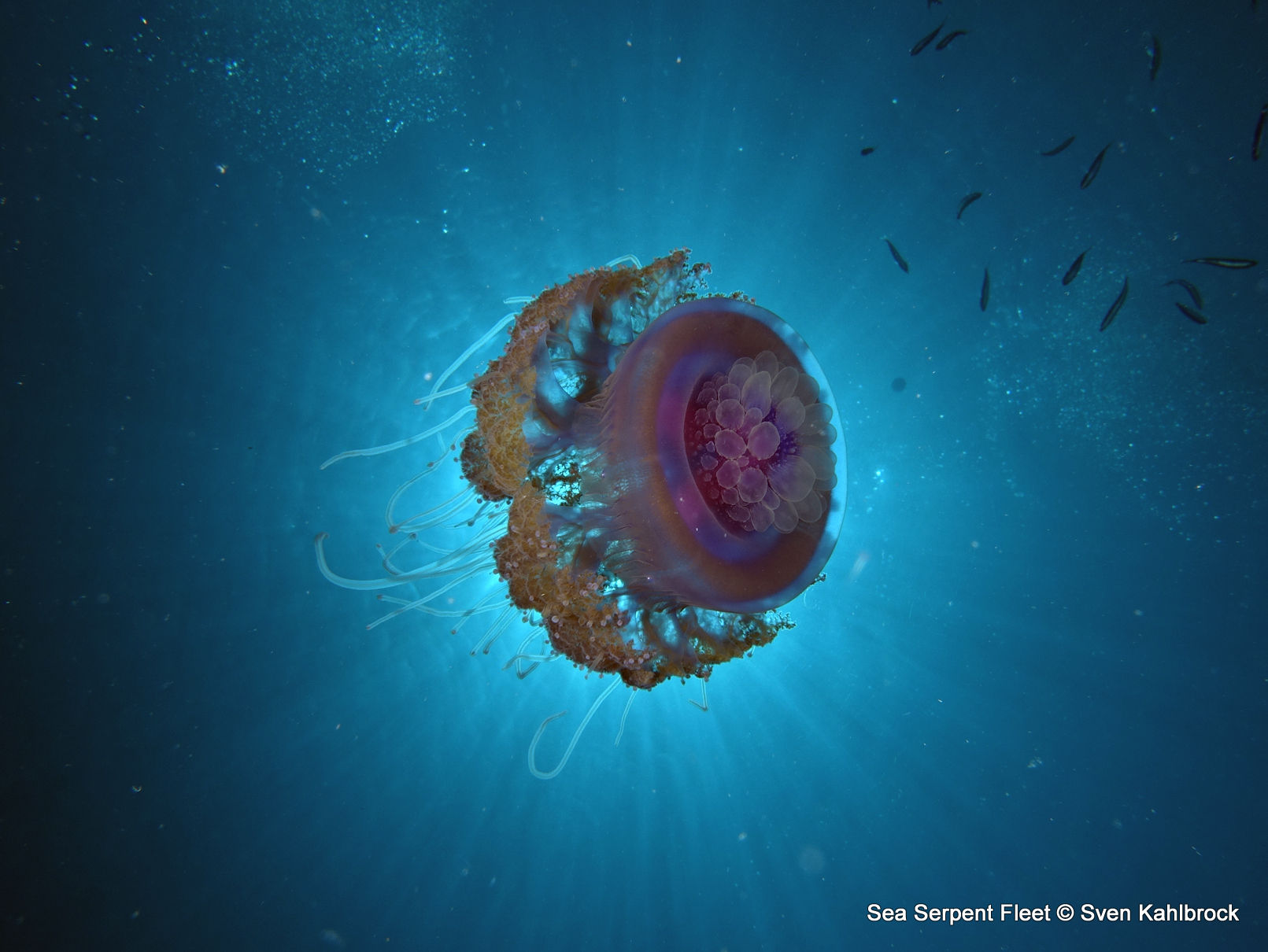 Jellyfish - Red Sea