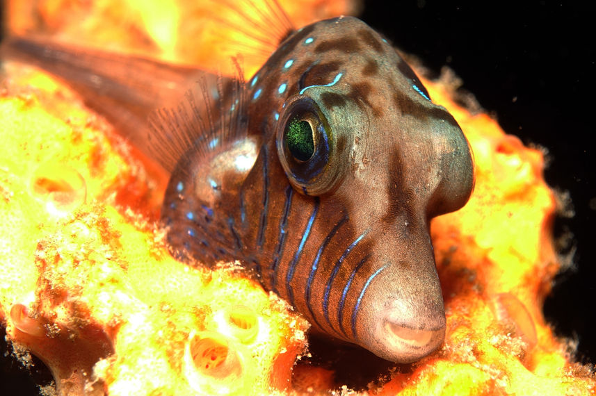 Pufferfish - Red Sea