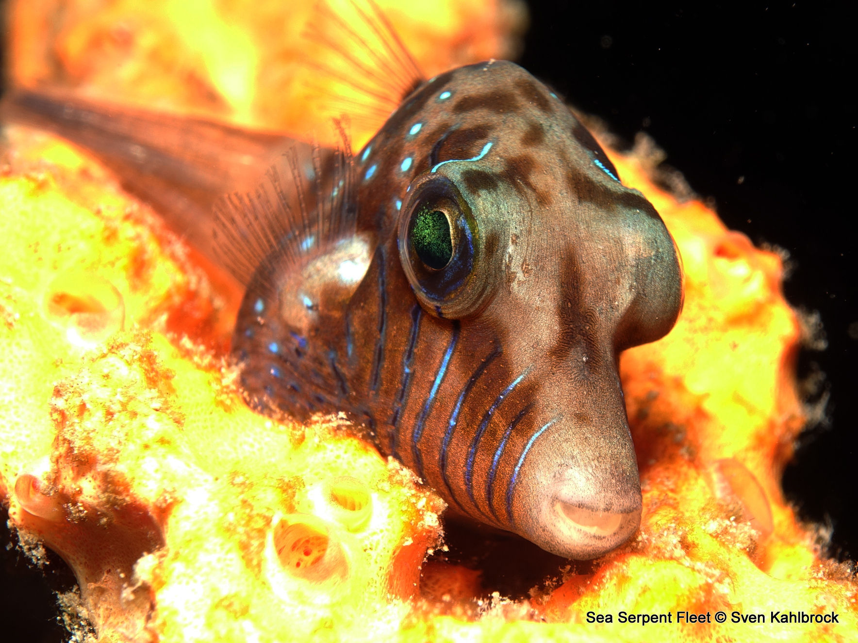 Pufferfish - Red Sea