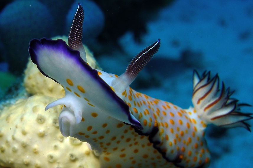 Cool Nudibranchs in the Red Sea