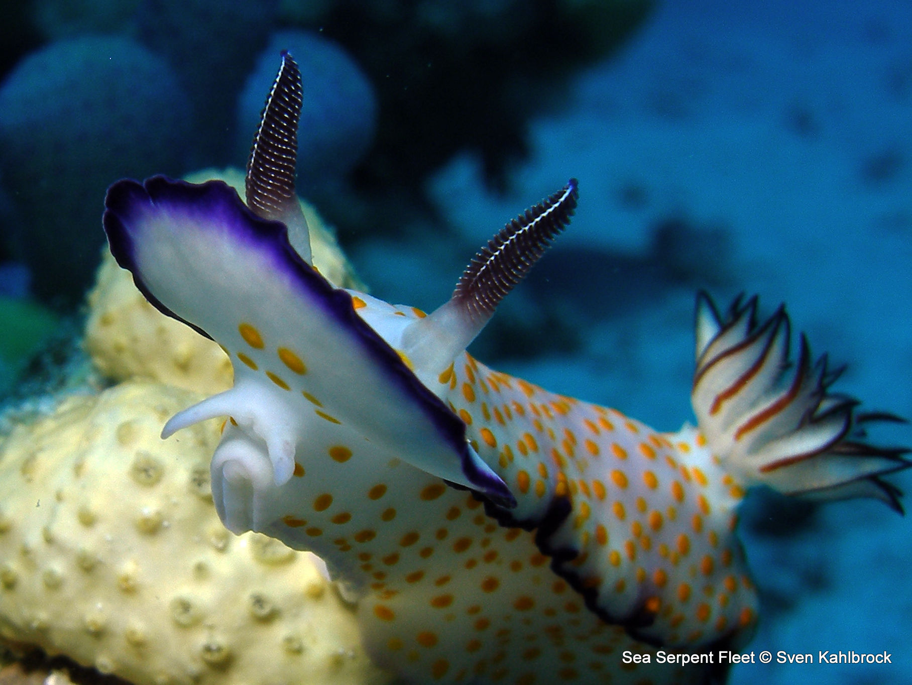 Cool Nudibranchs in the Red Sea