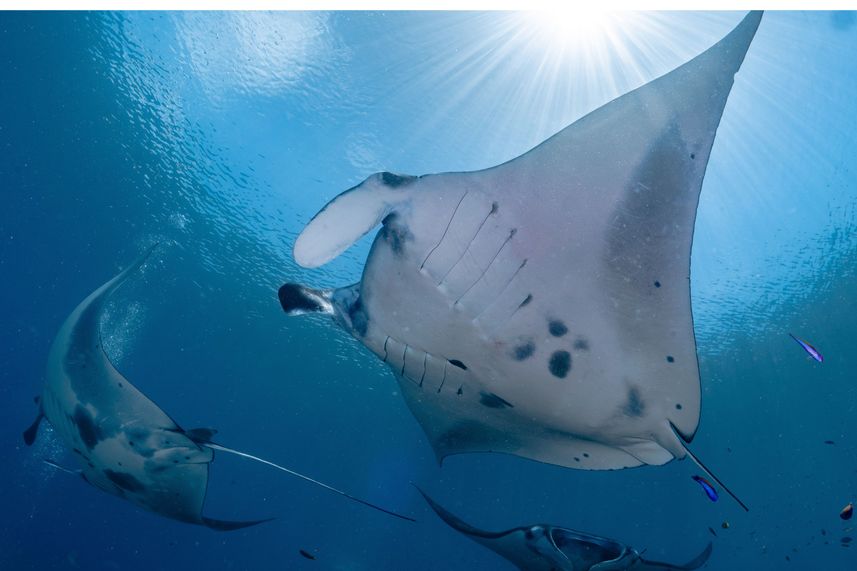 Marine Life - EcoPro Duyung Baru