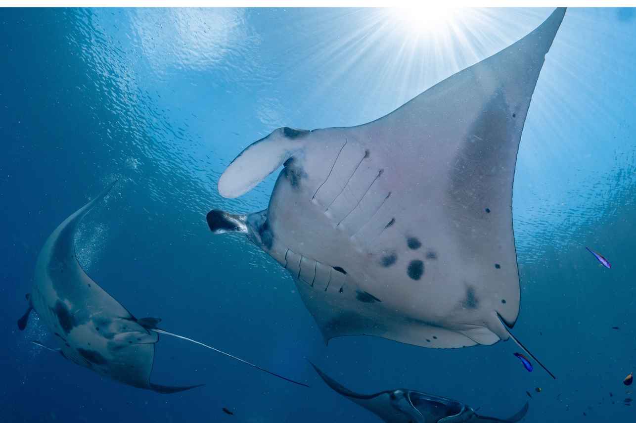 Marine Life - EcoPro Duyung Baru