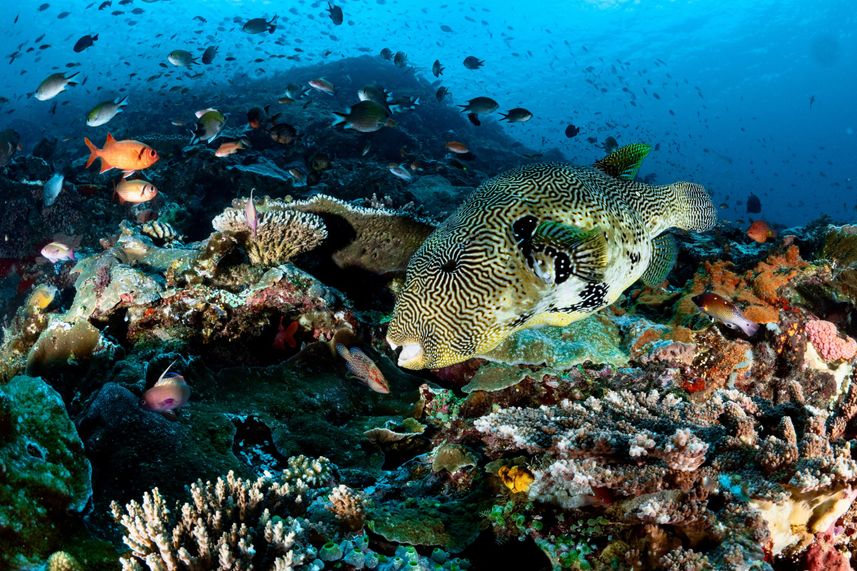 Marine Life - EcoPro Duyung Baru