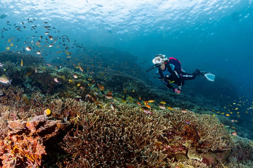 Marine Life - Ecopro Duyung Baru