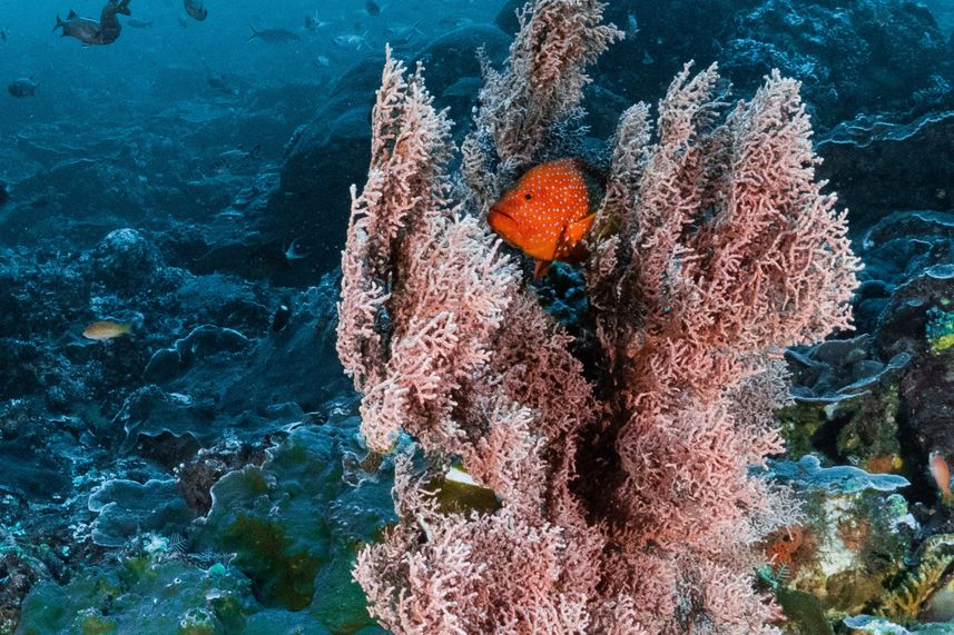 Marine Life - Ecopro Duyung Baru