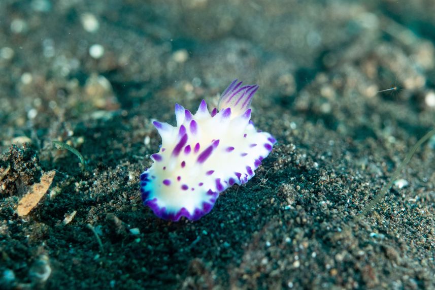 Marine Life - EcoPro Duyung Baru