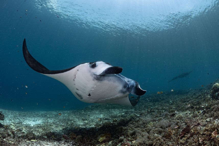 Marine Life - EcoPro Duyung Baru