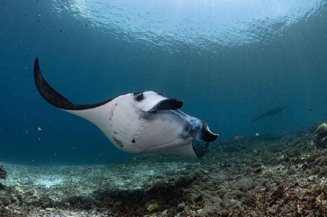 Marine Life - EcoPro Duyung Baru