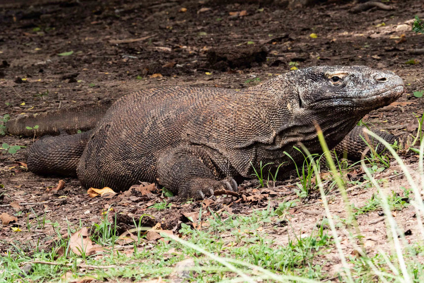 Komodo Dragon