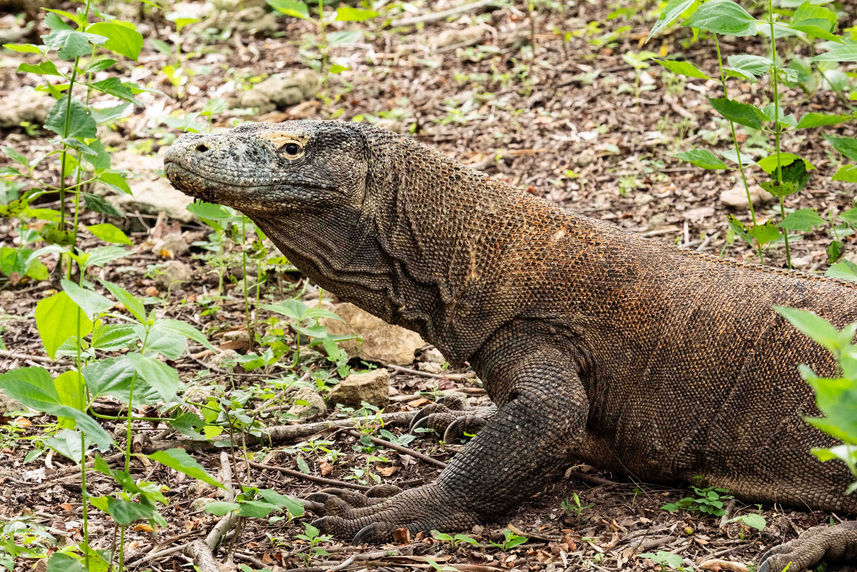 Komodo Dragon