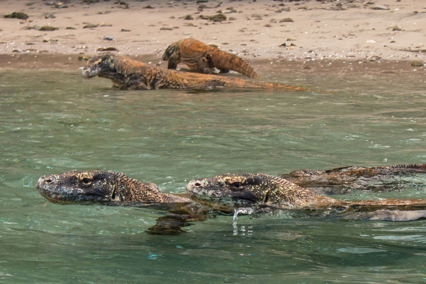 Dragão de Komodo - EcoPro Duyung Baru