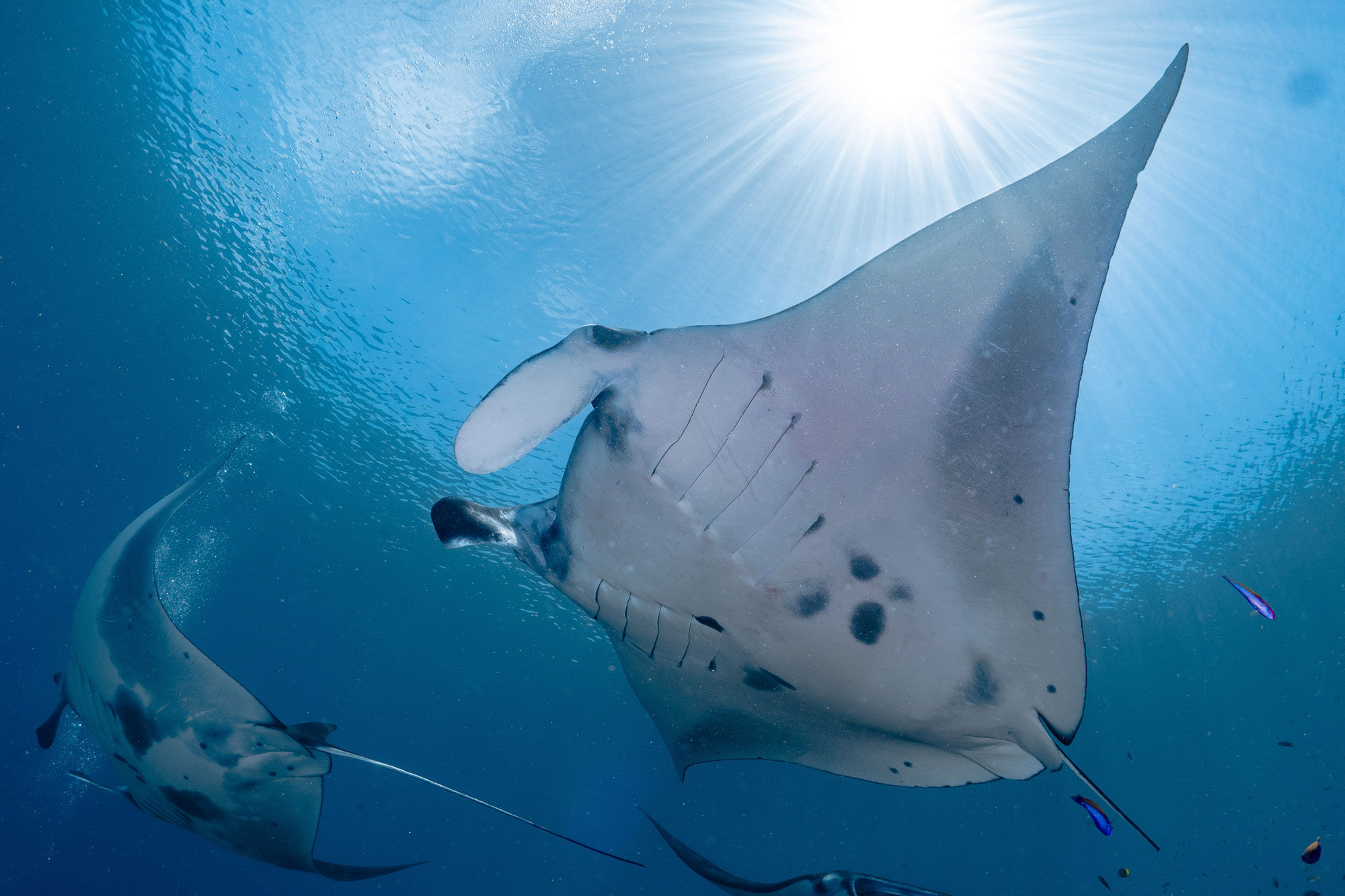 Marine Life - Ecopro Duyung Baru