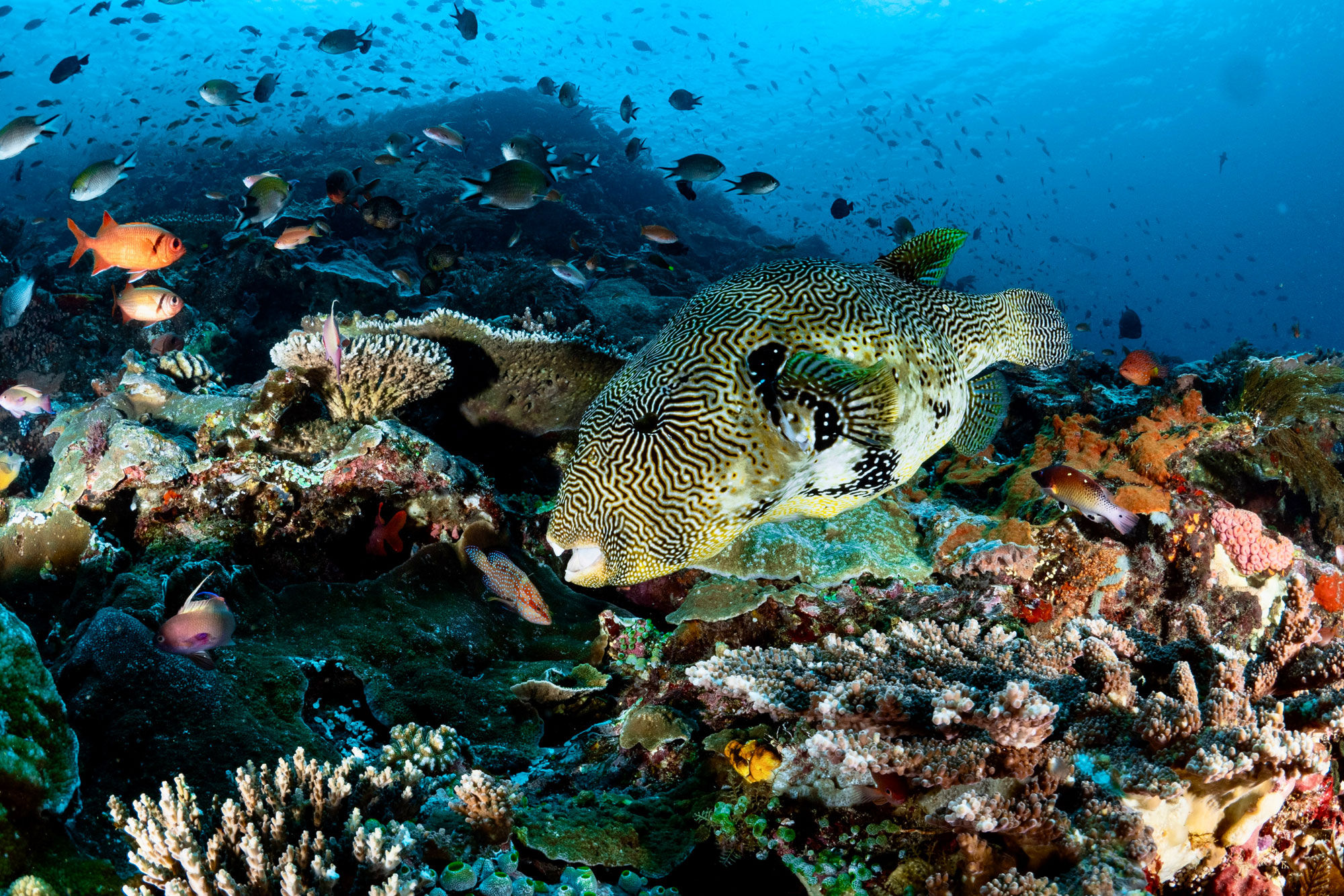 Marine Life - Ecopro Duyung Baru