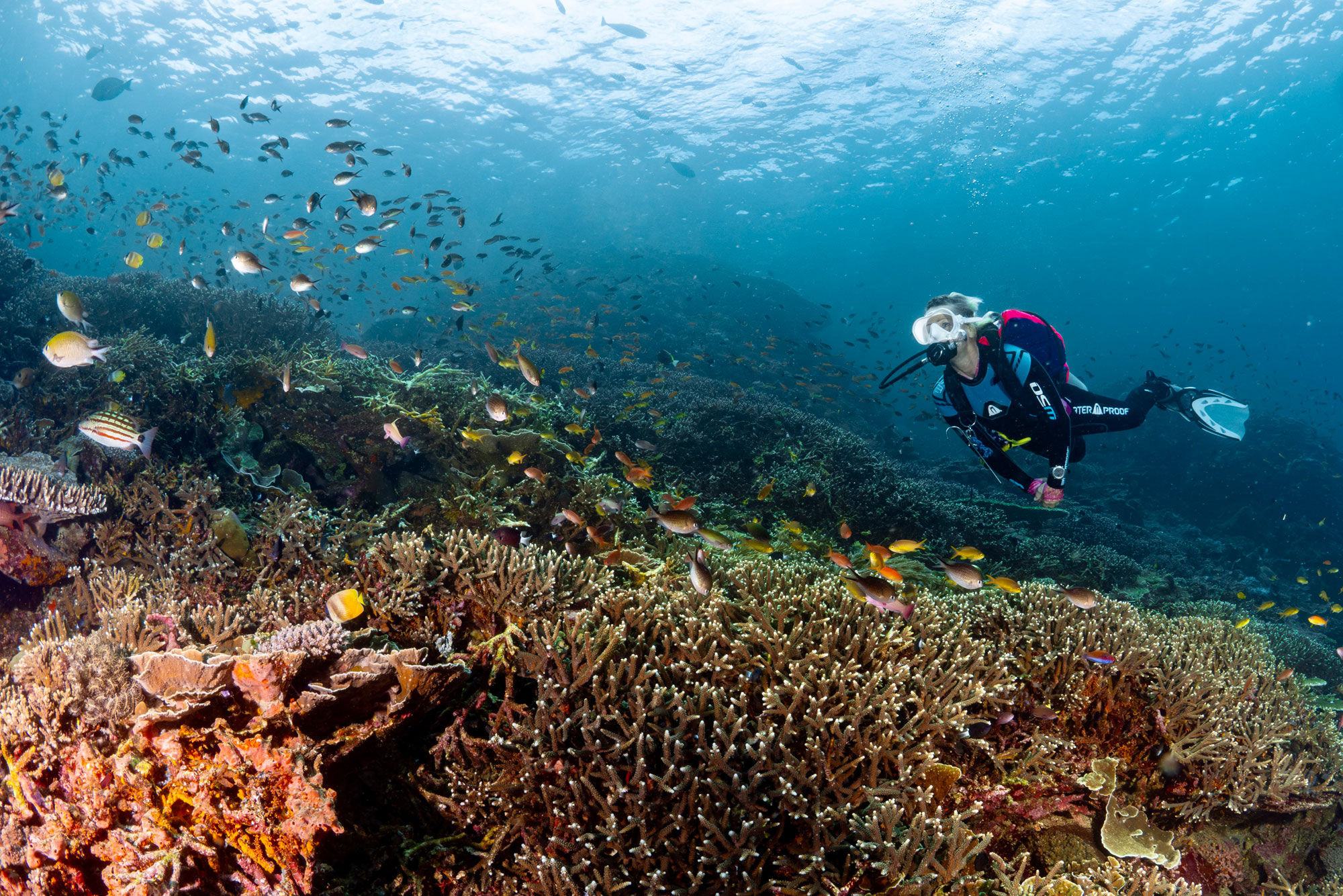 Onderwaterleven - EcoPro Duyung Baru
