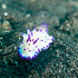Marine Life - EcoPro Duyung Baru