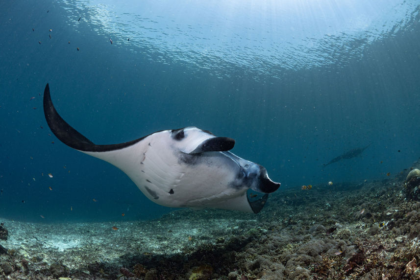 Marine Life - Ecopro Duyung Baru