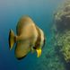 Bat Fish at Rowley Shoals