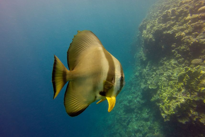 Bat Fish at Rowley Shoals