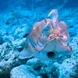 Cuttlefish Rowley Shoals