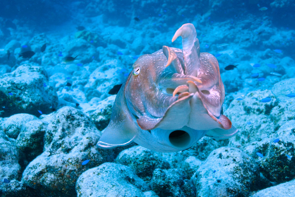 Cuttlefish Rowley Shoals