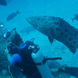 Diver & Cod Rowley Shoals