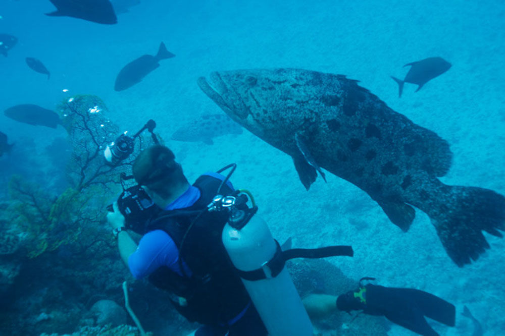 Diver & Cod Rowley Shoals