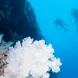 Diving Rowley Shoals