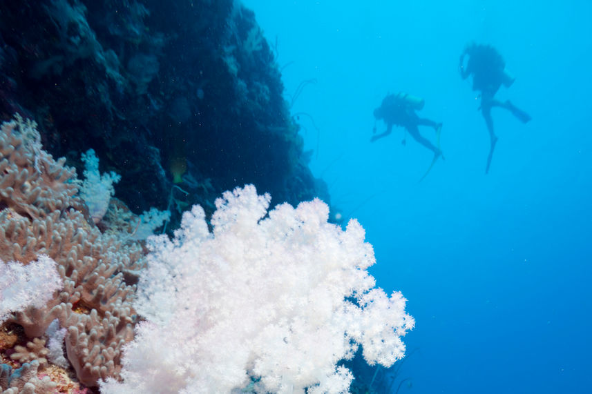 Diving Rowley Shoals